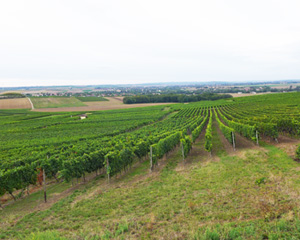 Weingut Grub Mommenheim